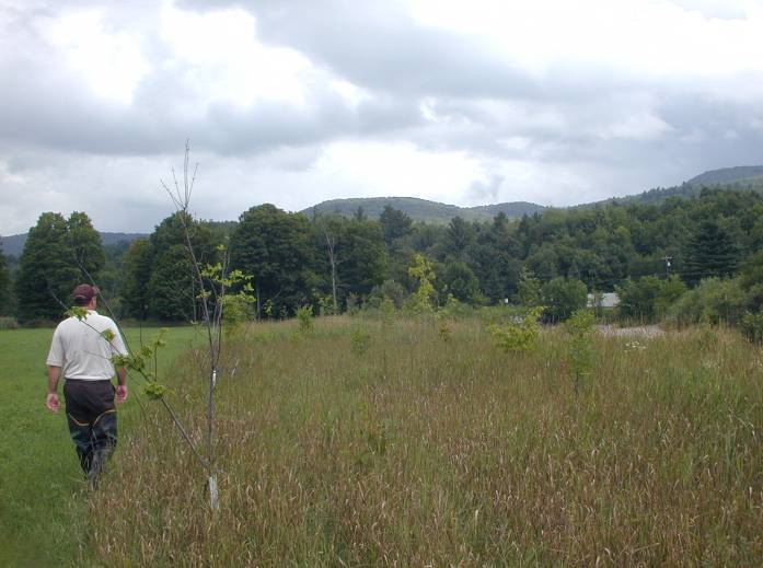 Riparian Restoration, Upper Browns Run, Lake Champlain, Vermont