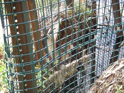 Upstream end of the East Branch Marshall Brook Culvert.  Note the bottom of the culvert is above the water level signifying that the existing culvert is placed too high relative to the stream bed.