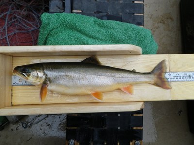 An 18 inch charr from Wadleigh Pond in Maine