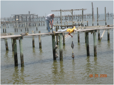 Volunteers put out shell bags to attract spat for the new reef habitat.