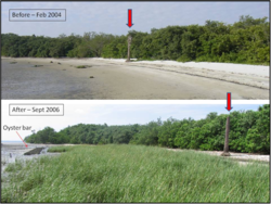 Phase 1, before and after reef establishment.