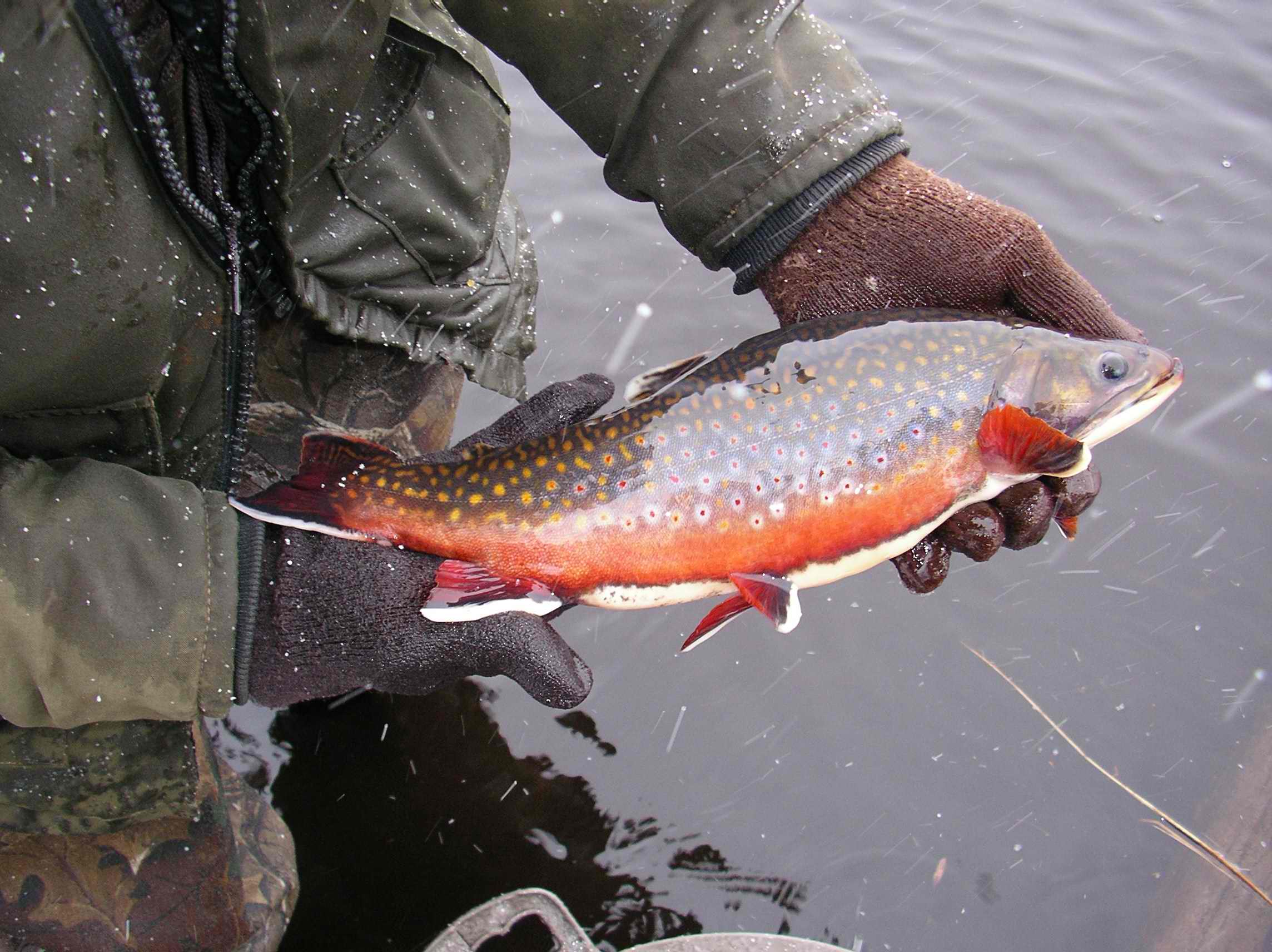 NYS DEC Releases Final Adirondack Brook Trout Pond Management Plan