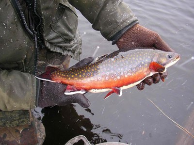NYS DEC Releases Final Adirondack Brook Trout Pond Management Plan