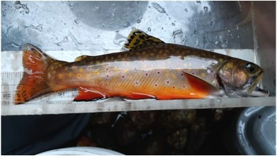 Reflections on Brook Trout Conservation over the past 6 years