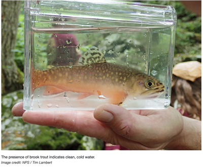 Sharing from NPS: Researchers see startling brook trout declines in Shenandoah streams