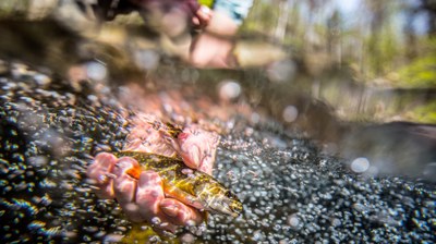 Sharing from Trout Unlimited (and NFWF): recent funding for brook trout projects