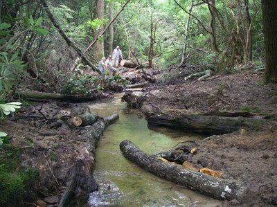 Pretty Branch Deflectors, Cooper Creek, Georgia