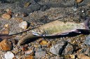 South Branch of Kinzua Creek Acid Precipitation Remediation Project, Pennsylvania