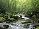 Removal of Illegally Introduced and Missed Rainbow Trout from Lynn Camp Prong, Great Smoky Mountain National Park, Tennessee