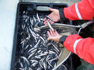 Photo of the illegally introduced rainbow smelt in Big Wadleigh Pond in Maine.