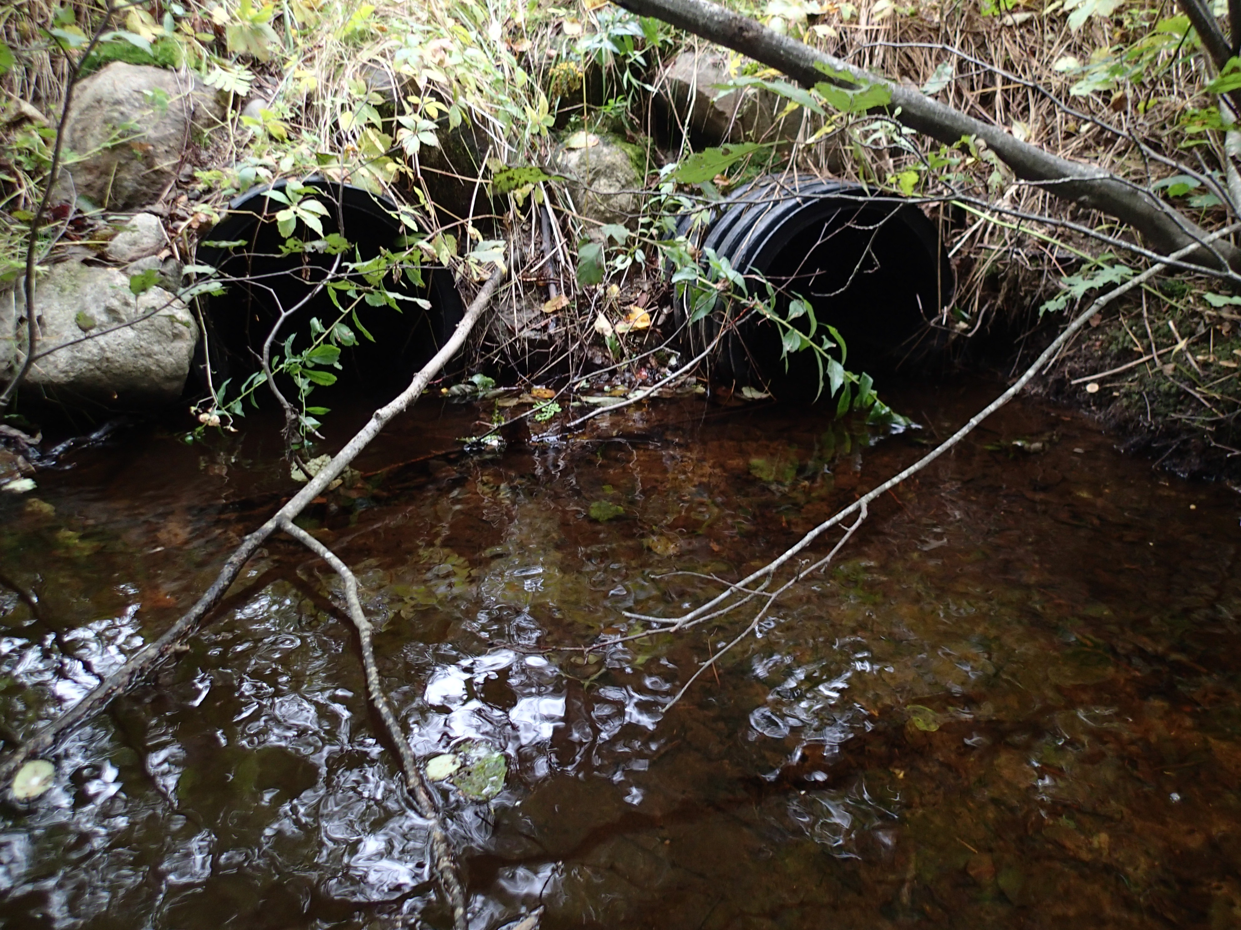 Culvert inlets, Billy Brown Brook at Shaw St, 9.13