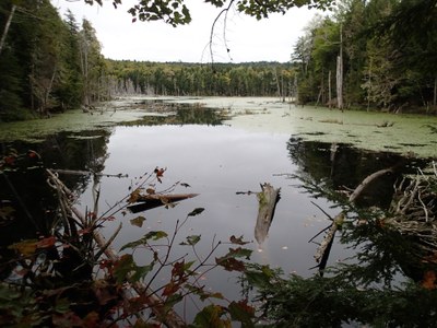 Photo of flowage above existing culvert on the west Branch of Amazon Brook at Amazon Road