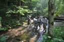 Restoring a Brook Trout Metapopulation within the Little Cataloochee Creek & Anthony Creek Watersheds, Great Smoky Mountains National Park