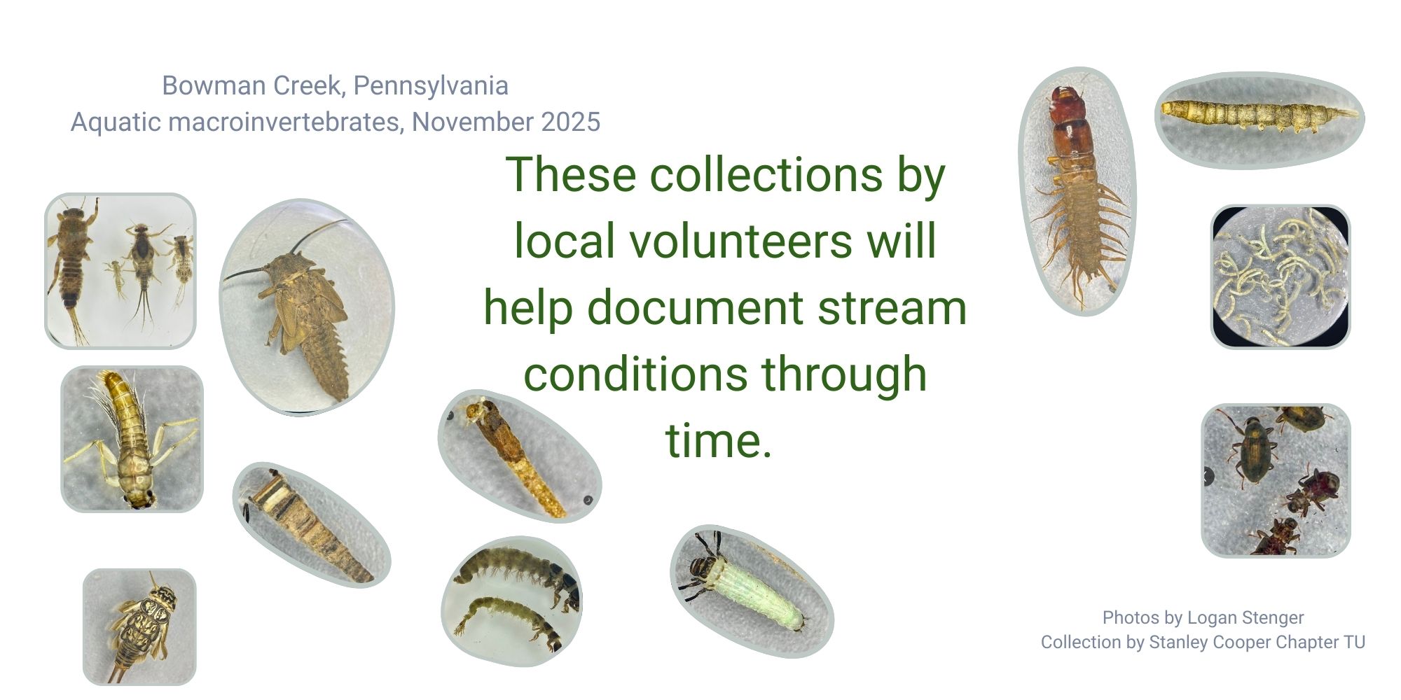 Macros sampled from Bowman Creek