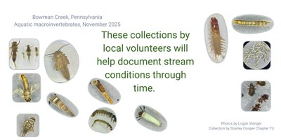 Macros sampled from Bowman Creek