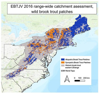 Allopatric and Sympatric brook trout patches. A “patch” is defined as a group of contiguous catchments occupied by wild trout (Hudy et. al. 2013). Patches are not connected physically (i.e., they are separated by a dam, unoccupied warm water habitat, downstream invasive species, etc.) and are generally assumed to be genetically isolated.Allopatric refers to eastern brook trout only in a catchment.  Sympatric refers to brook trout co-residing and competing with brown and rainbow trout.Note: are you looking for all of EBTJV's interactive patch and catchment layers, and the GIS data to download? See related items below. 