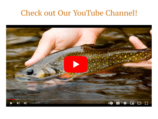 Check Out our Youtube Channel link to our Youtube Channel