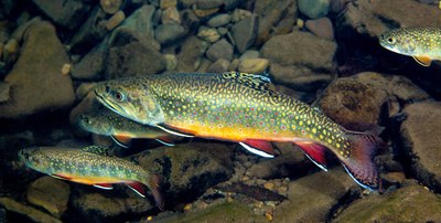 The Story of Native Brook Trout banner photo