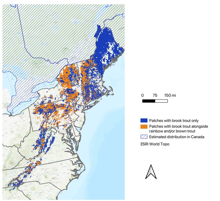 This map shows patches, or groupings of small watersheds, where wild brook trout exist either without the competition of brown and rainbow trout, or alongside these non-native species.