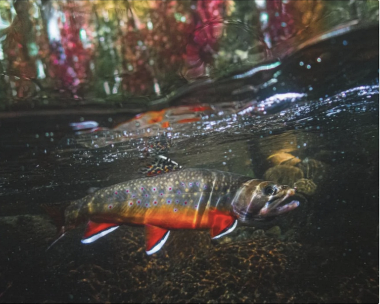Photo by Devin Davenport, @appalachian.trout