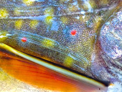 Closeup photo showing the side of a wild brook trout, with olive, gray, blue, red, and orange coloration. 