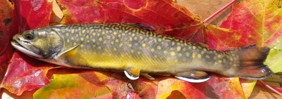 adult brook trout