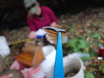 A fin clip taken for genetic research, from a brook trout in Salt Spring Run, PA