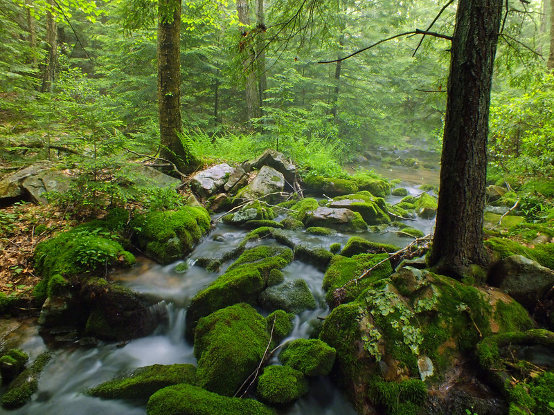 Hook Natural Area, Pennsylvania