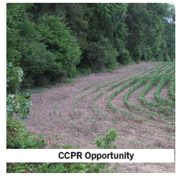 USDA Natural Resources Conservation Service (NRCS) Conservation Reserve Program (CRP) in North Carolina